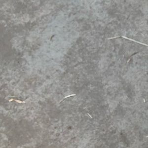 Meet your Posher, Faith